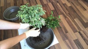 Круговое плетение фикуса Бенджамина. Как заплести фикус. Часть І