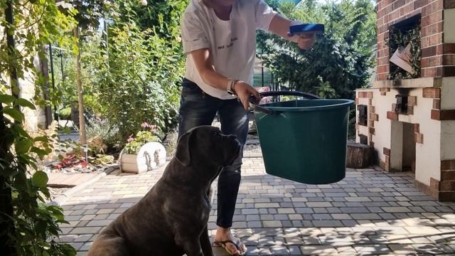 Фурминатор для кане корсо. Чем вычесать короткошерстную собаку. смотреть онлайн