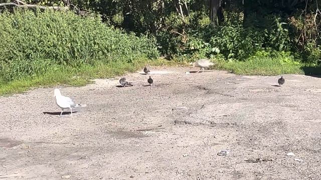 Ответчик-видеоаниматор