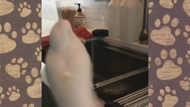 СМЕШНОЕ ВИДЕО попугай приколы с животными. Попугай ВАЛЕРКА смотреть онлайн