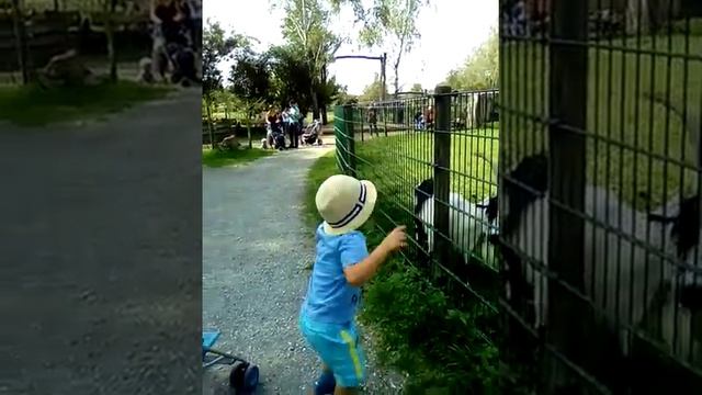 Мы в парке домашних животных в Германии смотреть онлайн