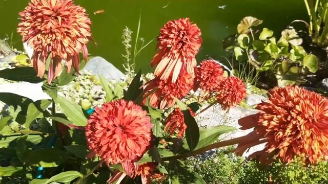 мои любимые сорта эхинацей. #эхинацея #сорта #растениядлясада смотреть онлайн