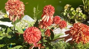 мои любимые сорта эхинацей. #эхинацея #сорта #растениядлясада