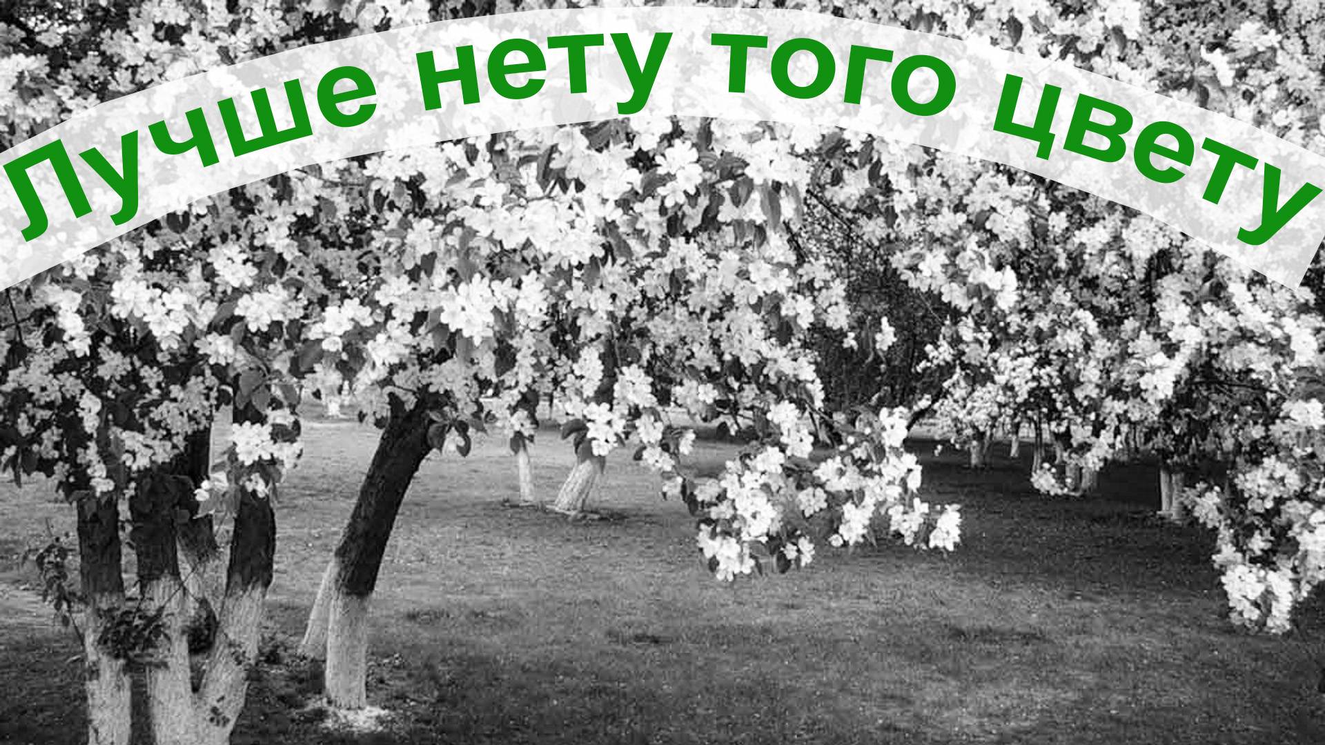 Лучше нету того цвету. Лучшее исполнение смотреть онлайн