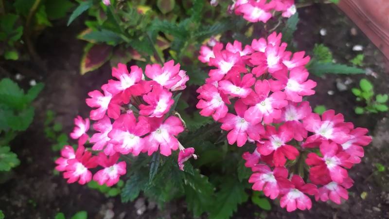 Обзор цветущих вегетативных вербен. смотреть онлайн