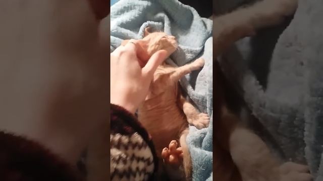 Сфинкс мальчик смотреть онлайн
