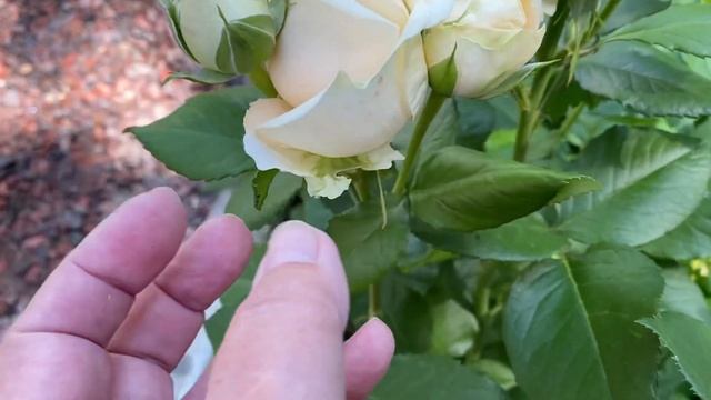 Розы Динки, Аспирин, Пич Аваланж начала раскрывать бутоны???♀️???♀️? смотреть онлайн