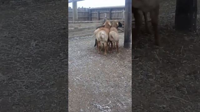Гиссарские баранчики привезенные с Казахстана, рожденные в марте 2017 года смотреть онлайн