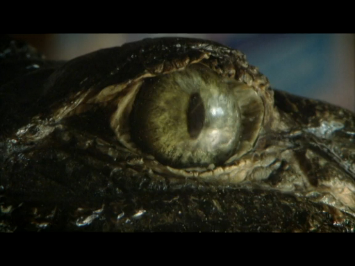 Дикие и опасные (Beast Tracker) смотреть онлайн