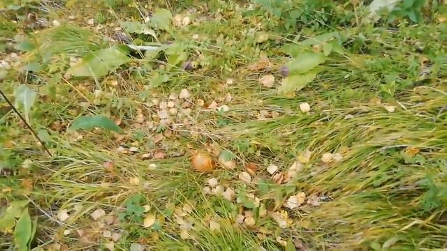 ДАЧА/ОСЕННЯЯ ЗАРИСОВКА/ГРИБЫ/ОЗЕРО.#дача#озеро#осень#