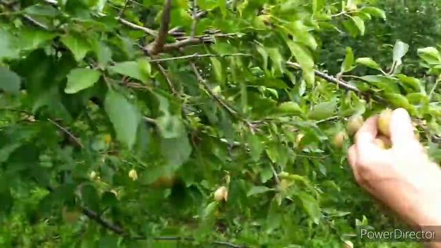 УКРАЛИ КАНАЛ СВИНЬИ КАК БИЗНЕС.ЗАКУПИЛИ КОРМА смотреть онлайн