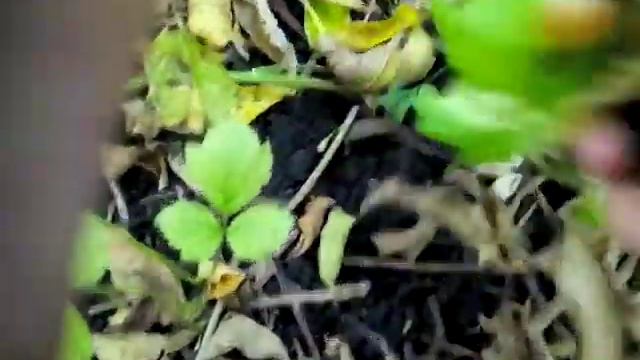 Опёнок толстоногий (осенний) в лесу возле реки Воронежская область смотреть онлайн