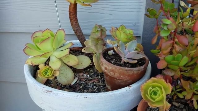 Rustic Patio Makeover | Episode 3 |$100 Challenge | Gorgeous Succulent Garden | How To Style