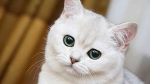 Картинка кот. Милый белый кот | Picture cat. Cute white cat | Imagen del gato. Lindo gato blanco