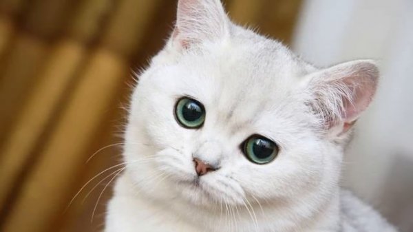 Картинка кот. Милый белый кот | Picture cat. Cute white cat | Imagen del gato. Lindo gato blanco