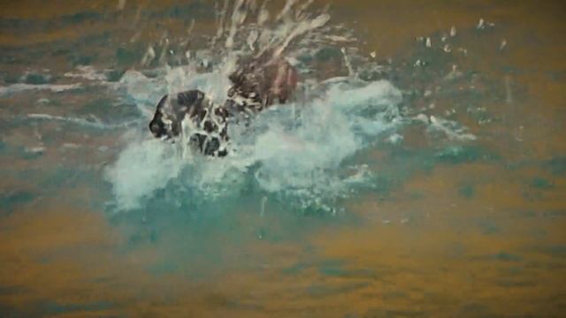 Купаем Питбулей,Трюк от Жеки прыжки в воду,Щенки переехали в новый вольер. смотреть онлайн