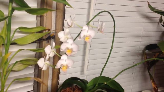 How I plan to bloom my phalaenopsis in the future. смотреть онлайн