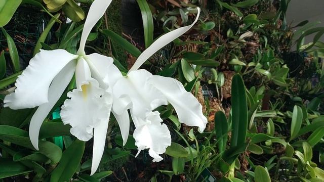 Cattleya maxima v.alba смотреть онлайн