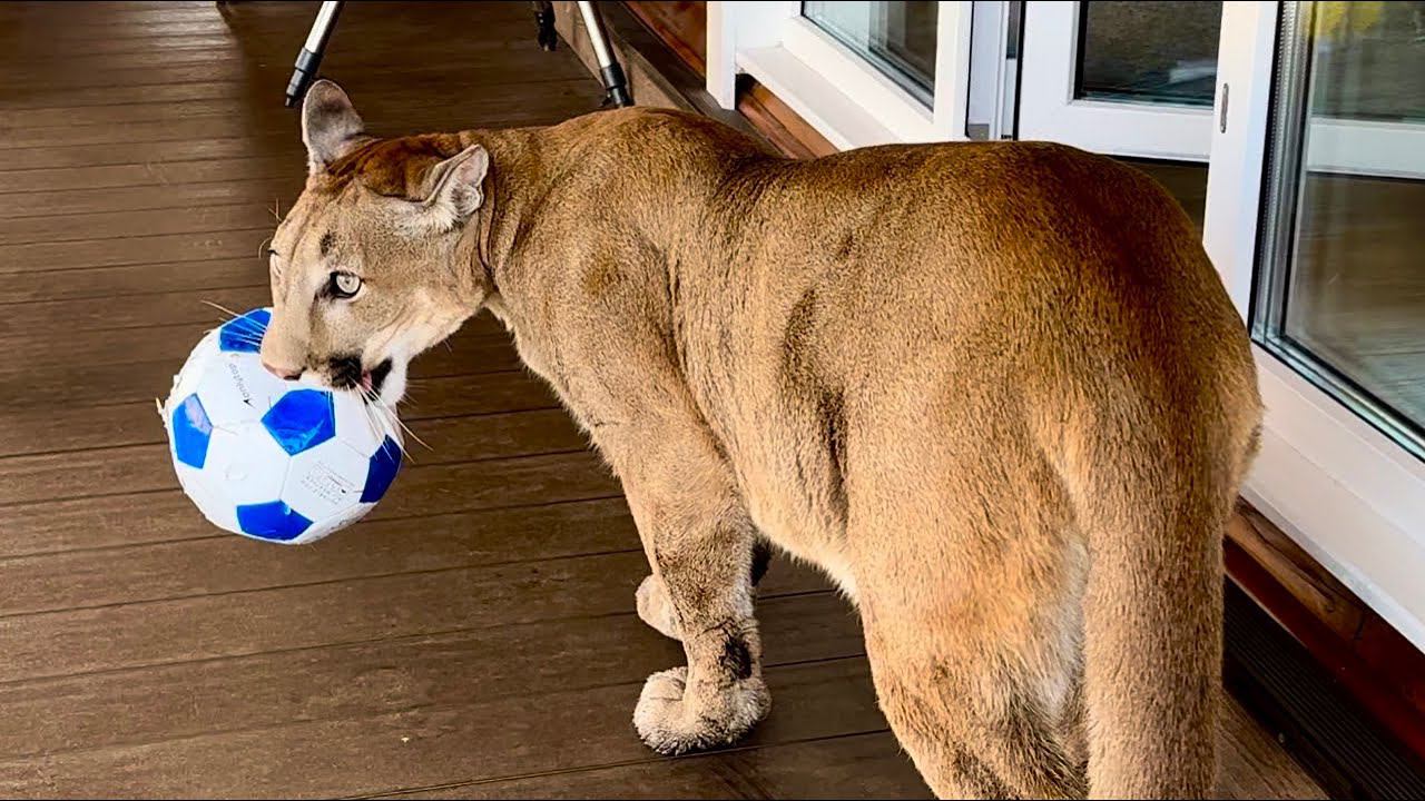 Пума Месси настоящий футболист дождался первого весеннего газона! Футбольные фишки в исполнении пумы смотреть онлайн