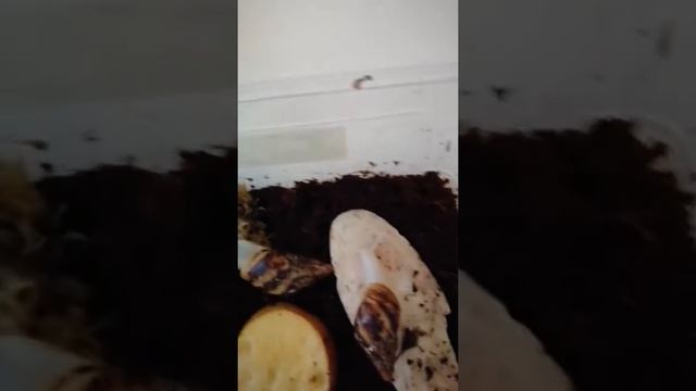 Улитки ахатины приём пищи смотреть онлайн