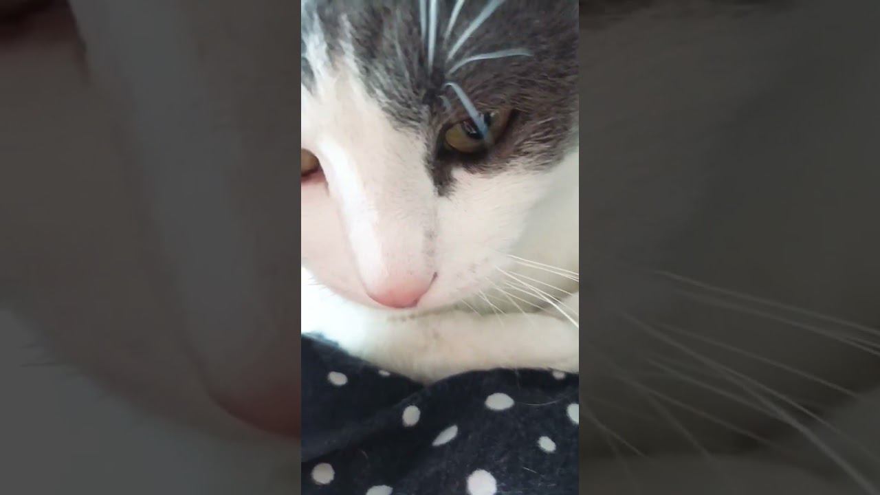 Байка из СССР#мурзик #жизнь #ссср #кот #питомец #лайк #котики #приколы #совесть #юмор смотреть онлайн