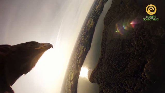 Удивительная Дания. Анонс. Канал В Мире Животных. смотреть онлайн