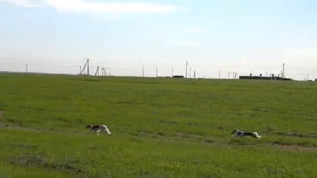 Ирландский волкодав, Слюги, РПБ все забеги. CACIL-ЧРКФ, Русский простор, Суханово 2020