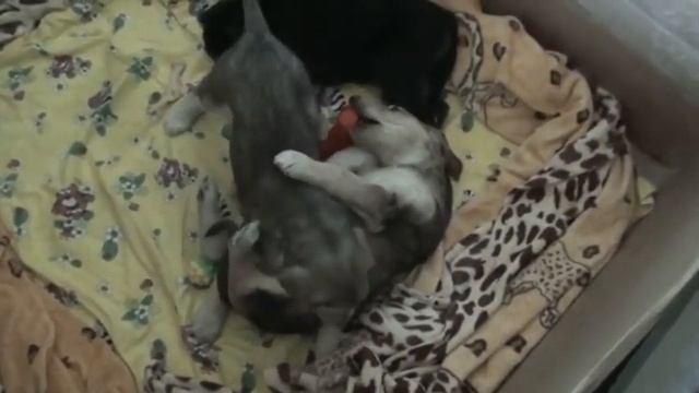 Щенки афгана 3 недели смотреть онлайн