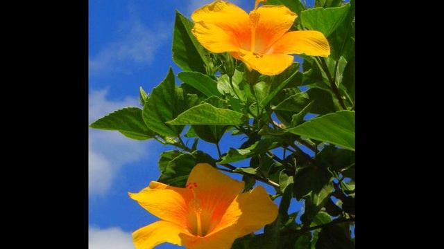 Гибискус (Hibiscus) смотреть онлайн