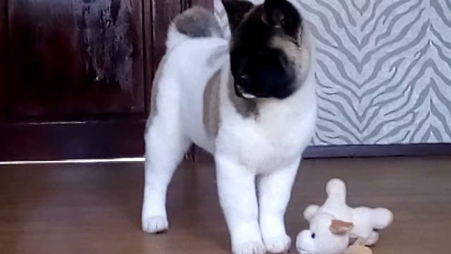 Киносаргом Эрнест смотреть онлайн