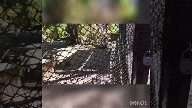 (150-2)г.Сем-ск. Прогулка по зоопарку Новосибирска. смотреть онлайн