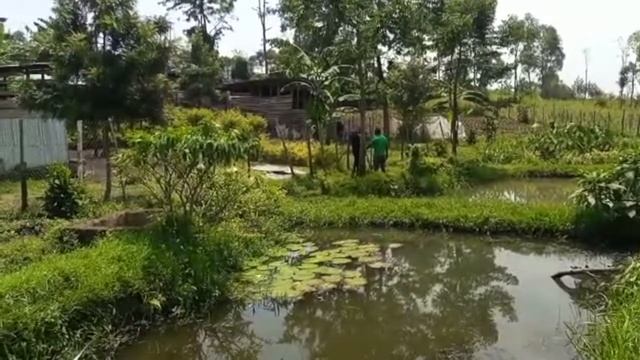 Visit Of A Poultry & Fish Farm Near Bukavu - Visite D'une Vollaille & Ferme Aquacole Pres De Bukavu