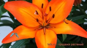 Лилия ла-гибрид Фиамма (lilium la-hybrid fiamma) ? Фиамма обзор: как сажать, луковицы лилии Фиамма