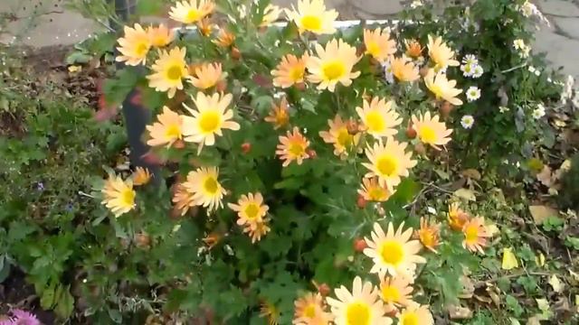 Хризантемы смотреть онлайн