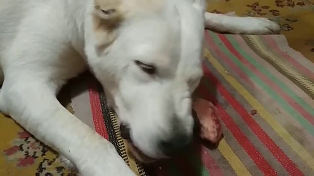 Собака ест на ковре. Причина?