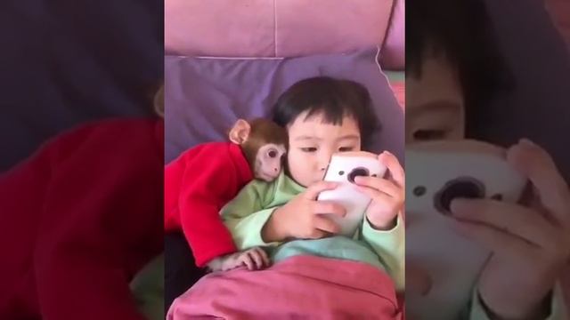 МИЛЫЕ ОБЕЗЬЯНКИ?? смотреть онлайн