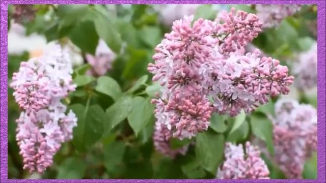 Сиреневый вечер- романс- поёт Марк Фуксов смотреть онлайн