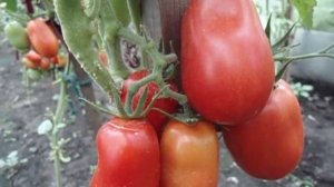 ТОМАТ ПЕРЦЕВИДНЫЙ.  ВИДЕООБЗОР.  Ольга Чернова 19 июля.