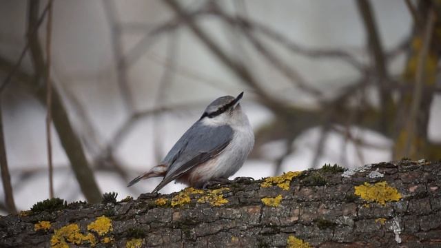 Обыкновенный поползень (Sitta europaea) смотреть онлайн