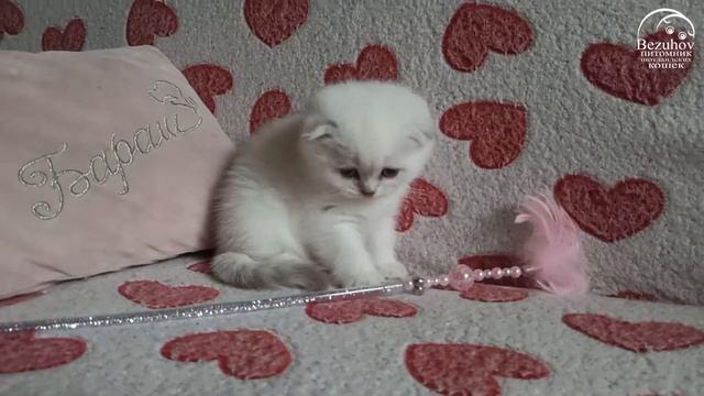 Колорпойнт вислоухий котенок Xenia Bezuhov смотреть онлайн
