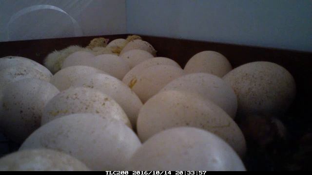 timelapse в инкубаторе, рождение новой жизни из яйца, вылупление цыплят индюшат смотреть онлайн