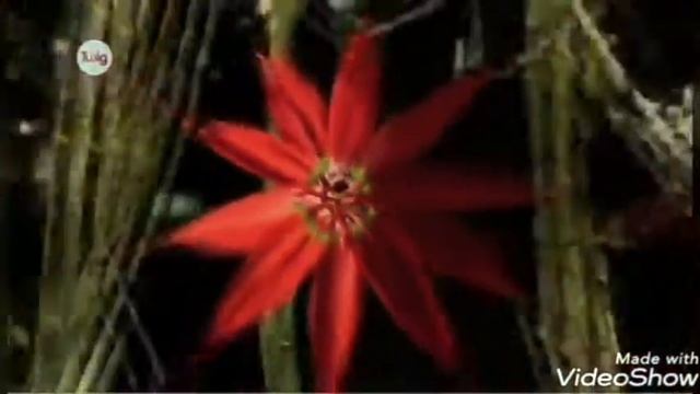 Өсімдіктердің жынысты және жыныссыз көбеюінің биологиялық маңызы. 7-сынып смотреть онлайн