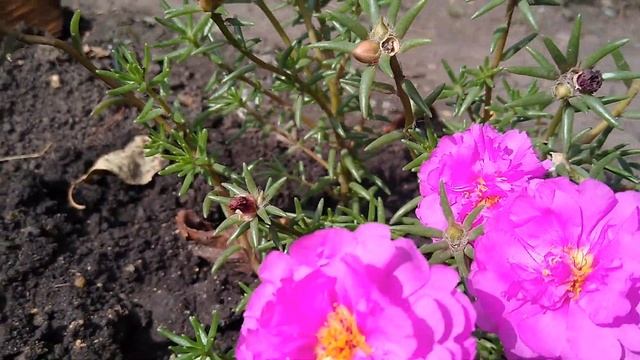 Цветы ПОРТУЛАК??️? яркий цветочный коврик,цветет до самых заморозков смотреть онлайн