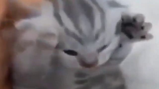 Котёнок держится за голову и кричит мем