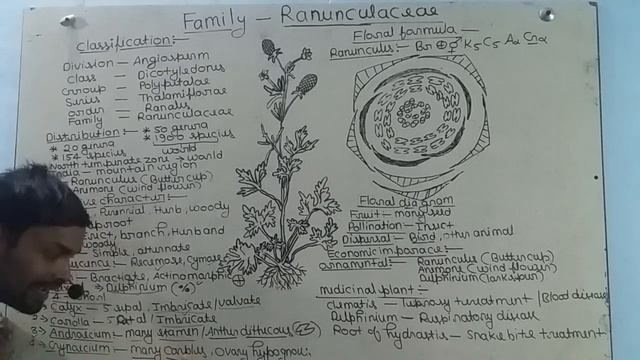 Family- Ranunculaceae (by ajay maurya) смотреть онлайн