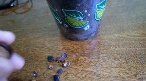 Мыльное дерево, или Сапиндус (лат. Sapīndus) / первый опыт в проращивании семян