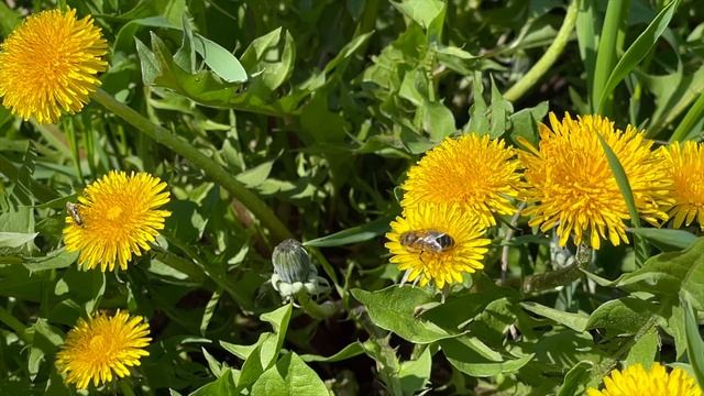 Relaxation In Nature / Релаксация в живой природе