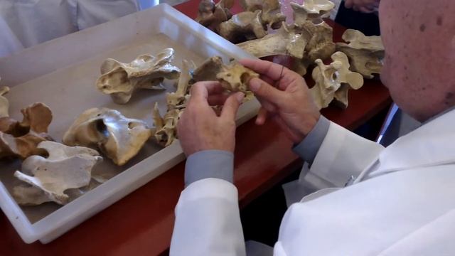 Анатомия животных. Шейный отдел. Часть 2 смотреть онлайн