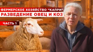 Разведение овец и коз | Фермерское хозяйство Капри