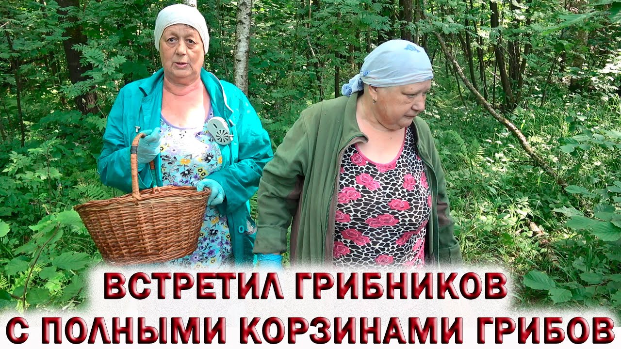 ❗БЕЛЫЕ ГРИБЫ В ЛЕСАХ ПОДМОСКОВЬЯ.?ВСТРЕТИЛ ГРИБНИКА.?ОЖОГ ОТ БОРЩЕВИКА. ?Грибы 2022 смотреть онлайн
